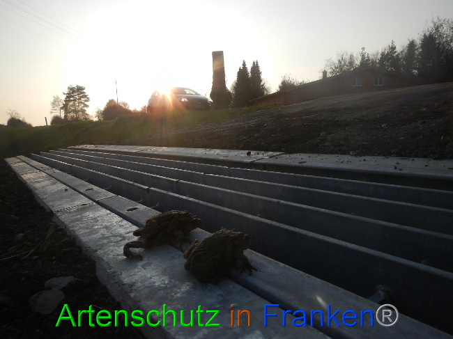 © Artenschutz in Franken® Bild zum Eintrag (1005562-160)
