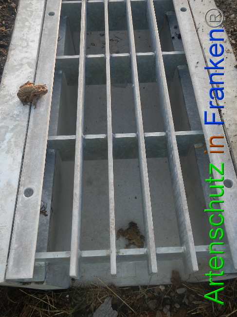 © Artenschutz in Franken® Bild zum Eintrag (1005566-160)