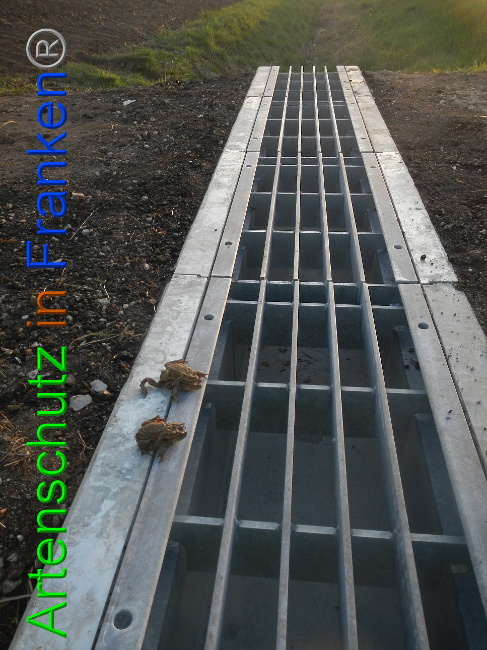© Artenschutz in Franken® Bild zum Eintrag (1005567-160)