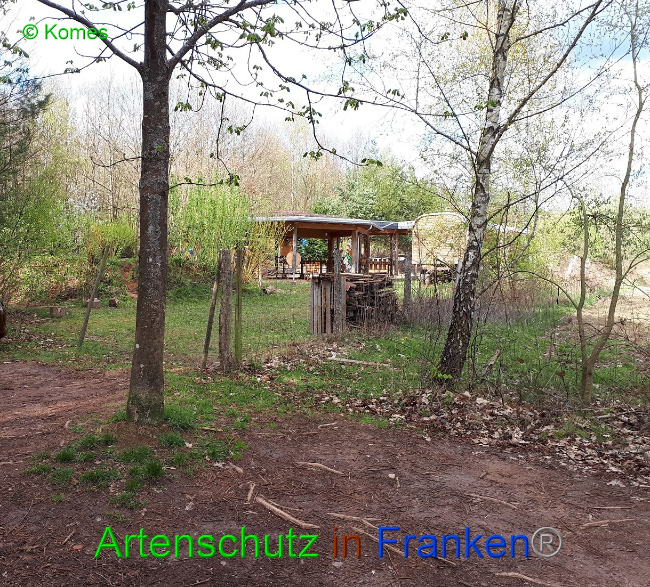 © Artenschutz in Franken® - Komes Bild zum Eintrag (1005754-160)