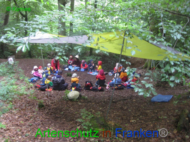© Artenschutz in Franken® - Komes Bild zum Eintrag (1005755-160)