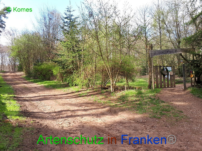 © Artenschutz in Franken® - Komes Bild zum Eintrag (1005756-160)