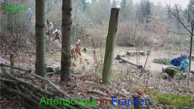 © Artenschutz in Franken® - Komes Bild zum Eintrag (1005758-160)
