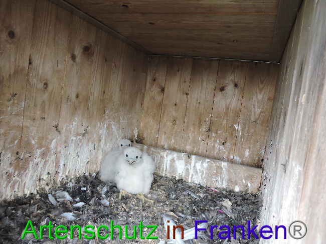 © Artenschutz in Franken® Webcam - D.Zinn Bild zum Eintrag (1006503-160)