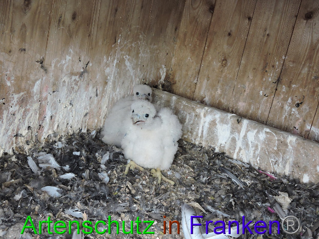 © Artenschutz in Franken® Webcam - D.Zinn Bild zum Eintrag (1006504-160)