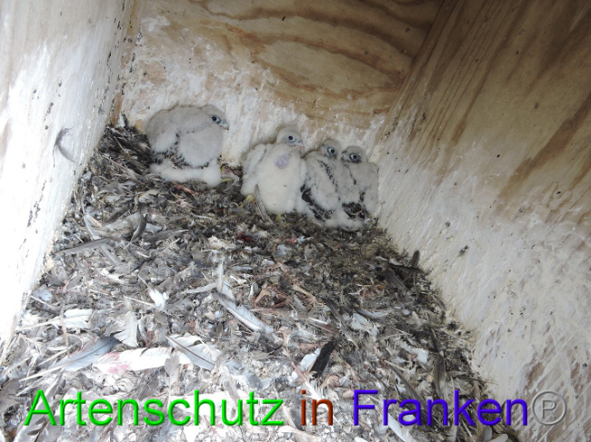 © Artenschutz in Franken® Webcam - D.Zinn Bild zum Eintrag (1006505-160)