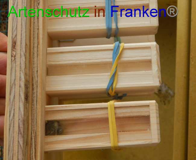 © Artenschutz in Franken® Bild zum Eintrag (1006558-160)