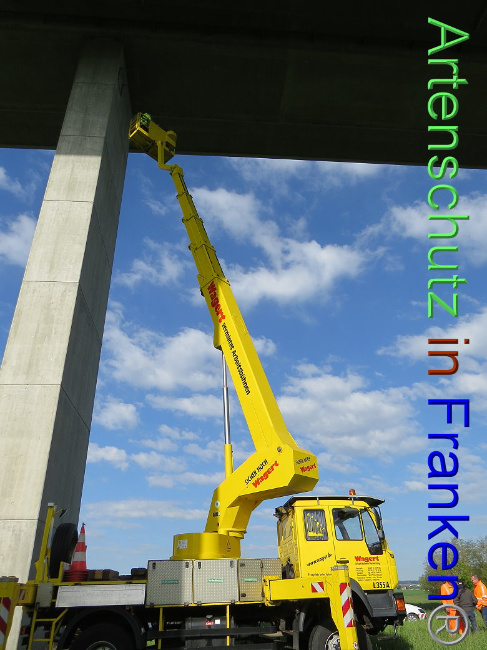 © Artenschutz in Franken® Bild zum Eintrag (1006723-160)