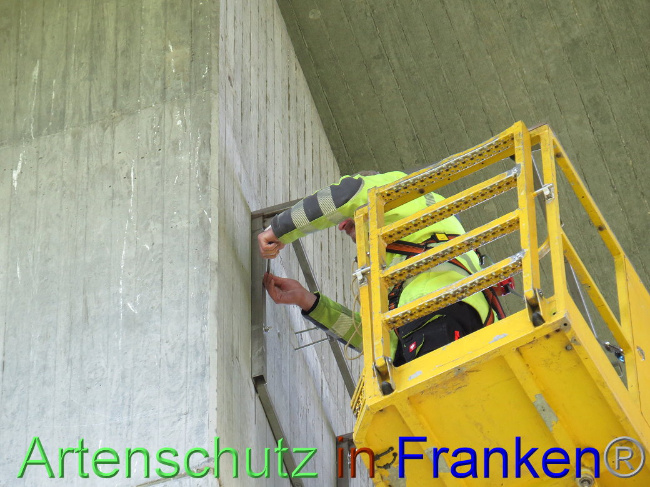 © Artenschutz in Franken® Bild zum Eintrag (1006739-160)