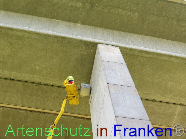© Artenschutz in Franken® Bild zum Eintrag (1006758-160)