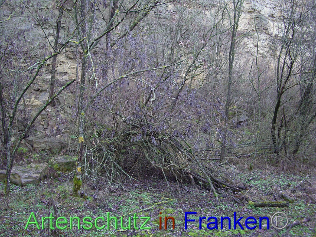 © Artenschutz in Franken® Hauk Bild zum Eintrag (1006814-160)