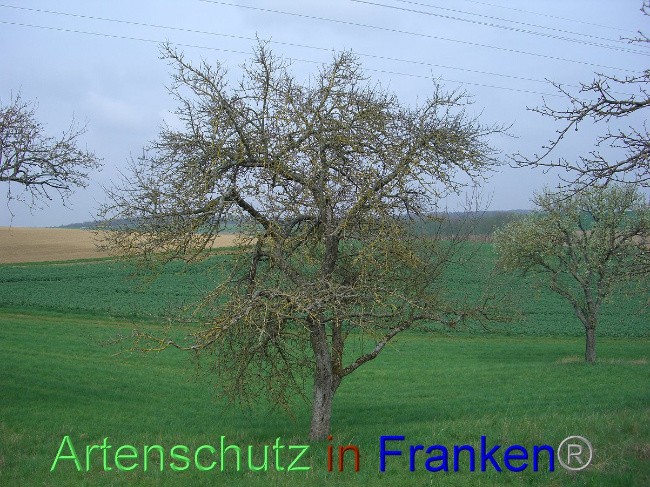 © Artenschutz in Franken® Hauk Bild zum Eintrag (1006825-160)