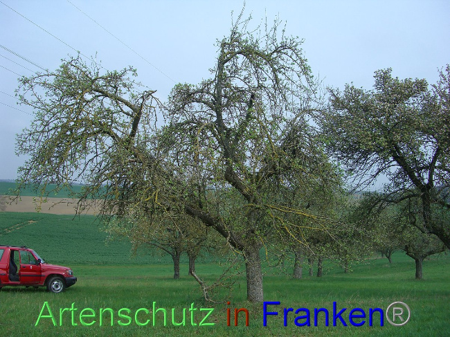 © Artenschutz in Franken® Hauk Bild zum Eintrag (1006826-160)