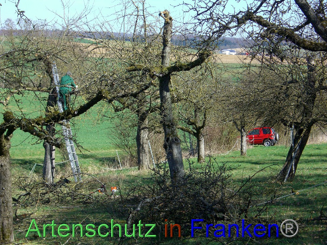© Artenschutz in Franken® Bild zum Eintrag (1006827-160)