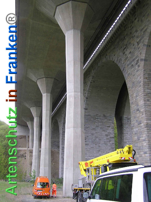 © Artenschutz in Franken® Bild zum Eintrag (1006869-160)