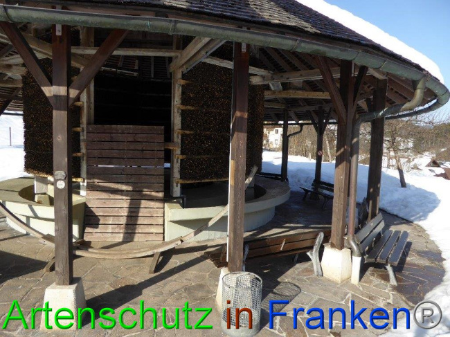 © Artenschutz in Franken® Bild zum Eintrag (1007266-160)