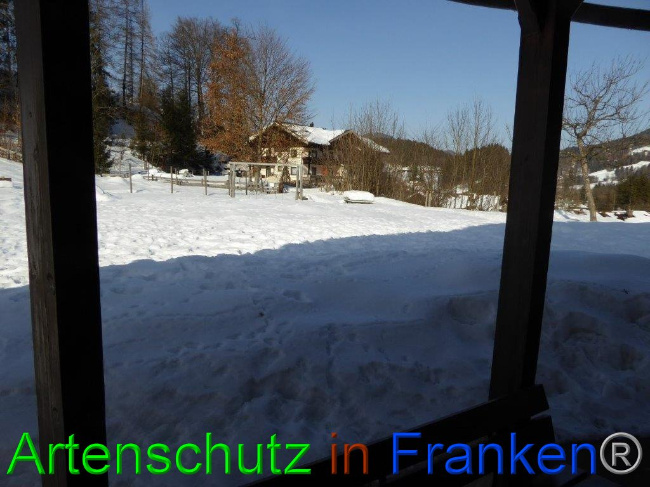 © Artenschutz in Franken® Bild zum Eintrag (1007275-160)