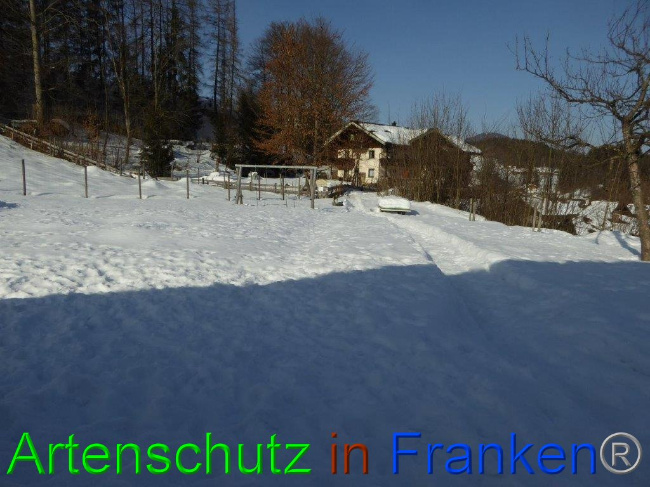 © Artenschutz in Franken® Bild zum Eintrag (1007276-160)