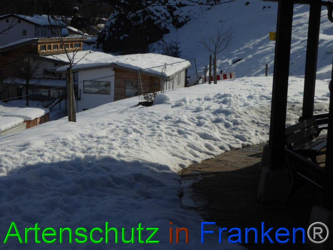 © Artenschutz in Franken® Bild zum Eintrag (1007279-160)