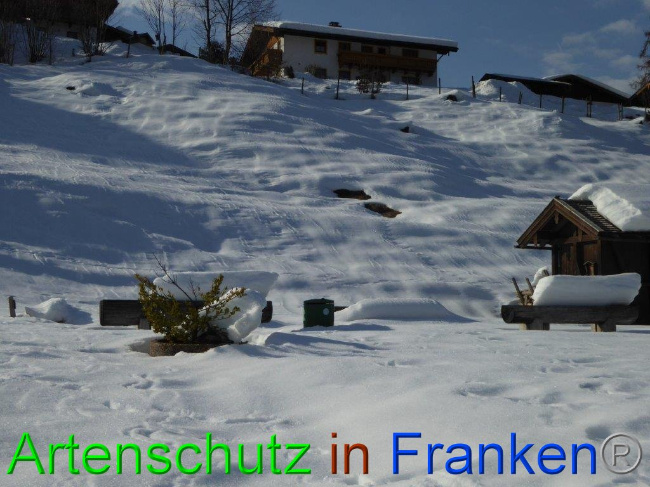 © Artenschutz in Franken® Bild zum Eintrag (1007281-160)