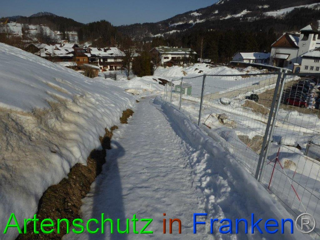 © Artenschutz in Franken® Bild zum Eintrag (1007283-160)