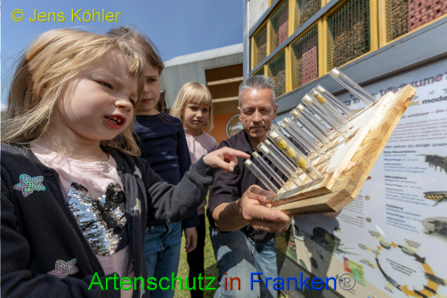 © Artenschutz in Franken® - Jens Köhler Bild zum Eintrag (1007344-160)