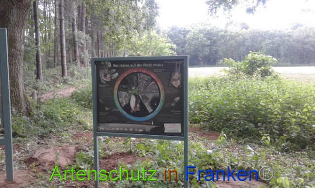 © Artenschutz in Franken® Bild zum Eintrag (1007390-160)