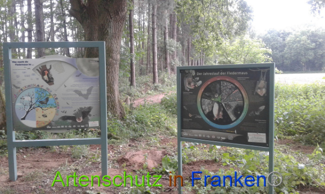 © Artenschutz in Franken® Bild zum Eintrag (1007391-160)