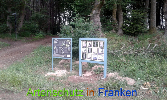 © Artenschutz in Franken® Bild zum Eintrag (1007392-160)
