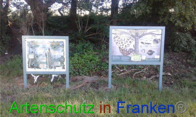 © Artenschutz in Franken® Bild zum Eintrag (1007454-160)