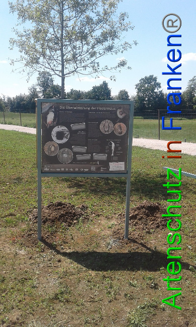© Artenschutz in Franken® Bild zum Eintrag (1007461-160)