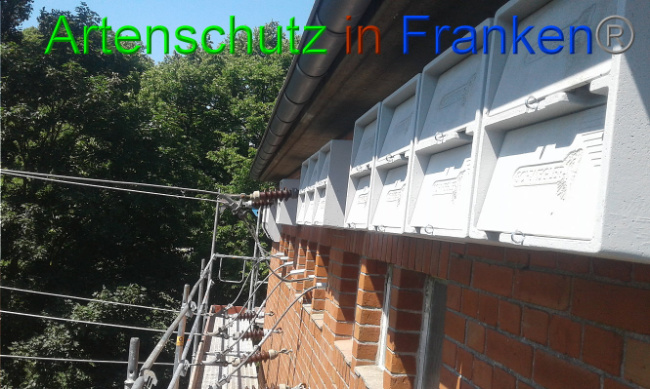 © Artenschutz in Franken® Bild zum Eintrag (1007477-160)