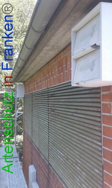 © Artenschutz in Franken® Bild zum Eintrag (1007479-160)