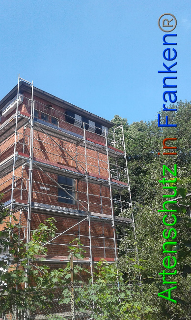 © Artenschutz in Franken® Bild zum Eintrag (1007483-160)