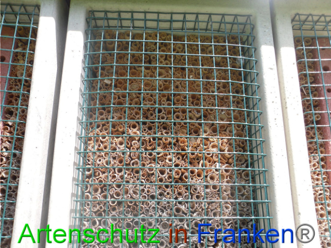 © Artenschutz in Franken® Bild zum Eintrag (1007519-160)