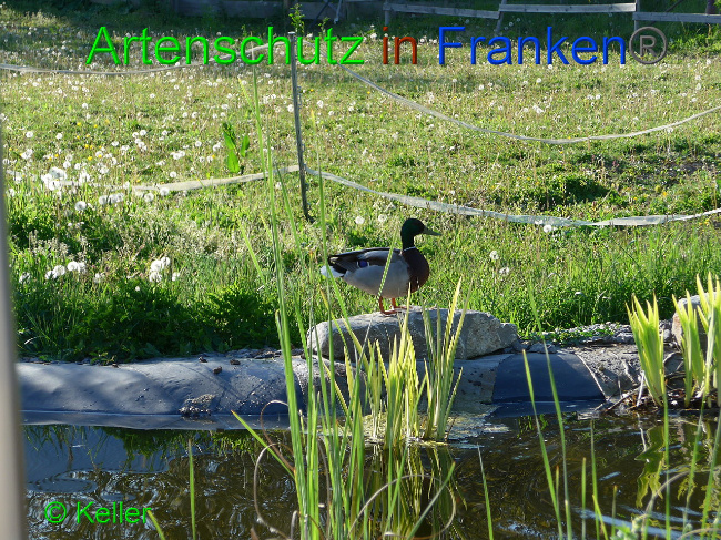 © Artenschutz in Franken® Keller Bild zum Eintrag (1007559-160)