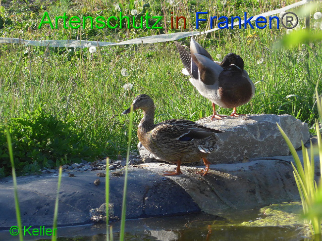 © Artenschutz in Franken® Keller Bild zum Eintrag (1007561-160)