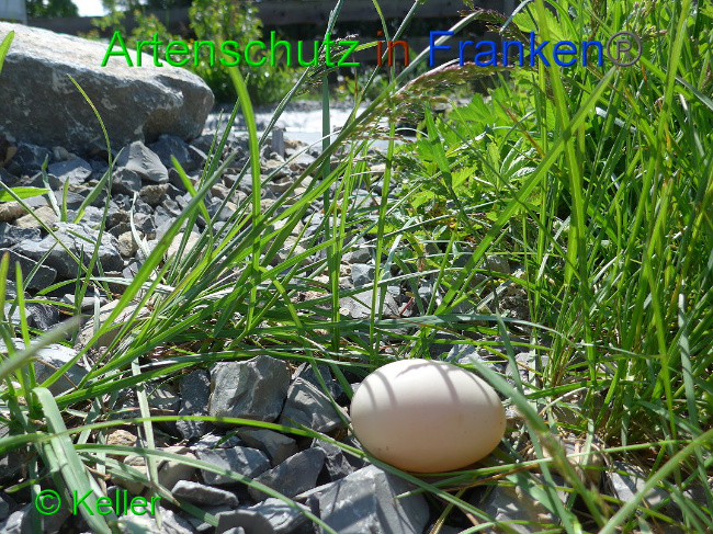 © Artenschutz in Franken® Keller Bild zum Eintrag (1007562-160)