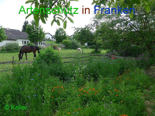 © Artenschutz in Franken® Keller Bild zum Eintrag (1007564-160)