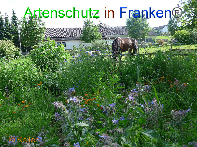 © Artenschutz in Franken® Keller Bild zum Eintrag (1007567-160)