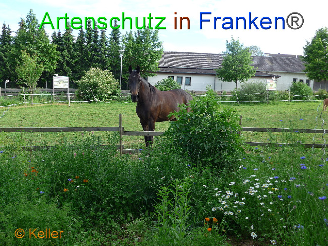 © Artenschutz in Franken® Keller Bild zum Eintrag (1007568-160)