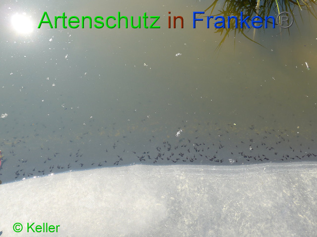 © Artenschutz in Franken® Keller Bild zum Eintrag (1007570-160)