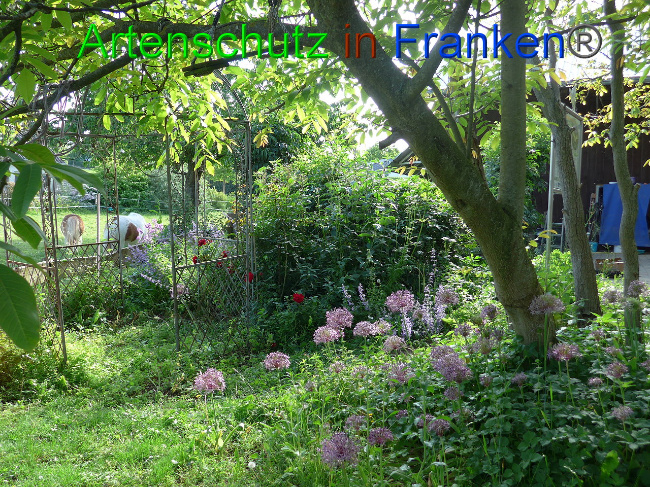 © Artenschutz in Franken® Keller Bild zum Eintrag (1007572-160)