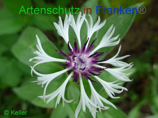 © Artenschutz in Franken® Keller Bild zum Eintrag (1007574-160)