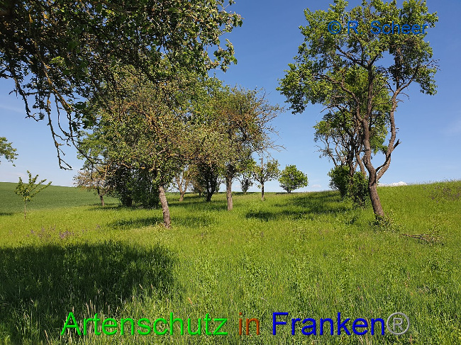 © Artenschutz in Franken® R.Scheer Bild zum Eintrag (1007605-160)