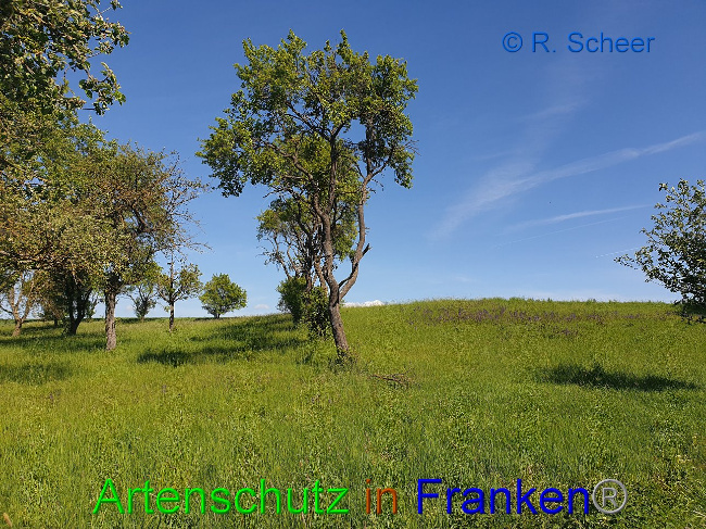 © Artenschutz in Franken® R.Scheer Bild zum Eintrag (1007606-160)