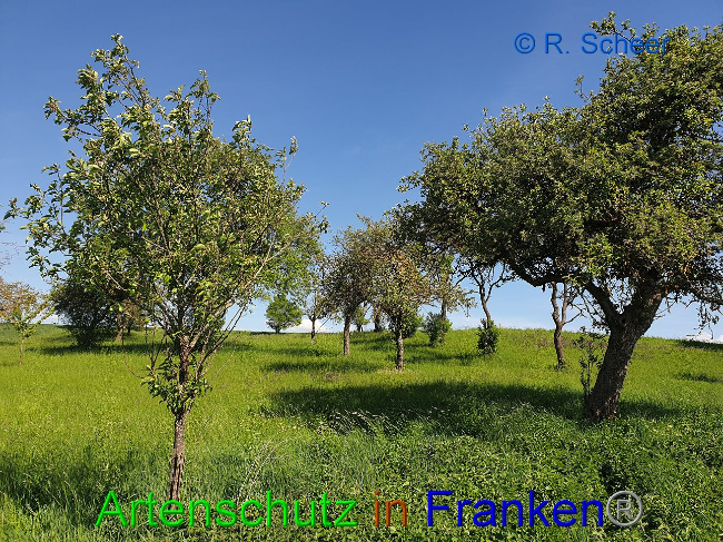 © Artenschutz in Franken® R.Scheer Bild zum Eintrag (1007607-160)