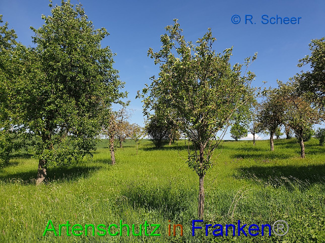 © Artenschutz in Franken® R.Scheer Bild zum Eintrag (1007609-160)