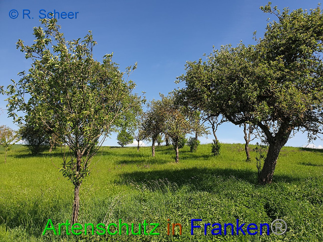 © Artenschutz in Franken® R.Scheer Bild zum Eintrag (1007610-160)