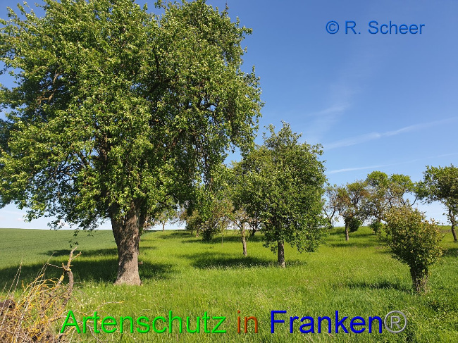 © Artenschutz in Franken® R.Scheer Bild zum Eintrag (1007611-160)